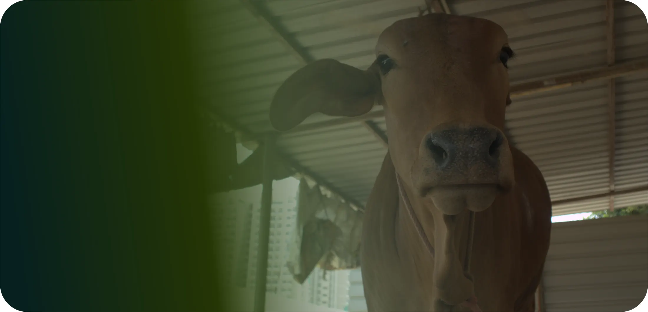 Dedicated Gau-shala cow protection sanctuary
